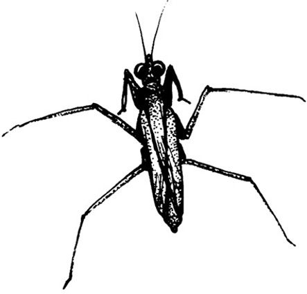 Insect clipart water. Strider 