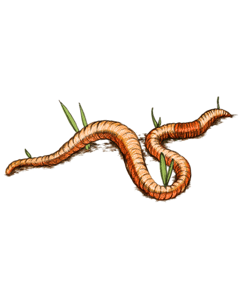 Worms transparent background free. Worm clipart red worm
