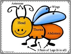 insects clipart 3 body part 6 leg