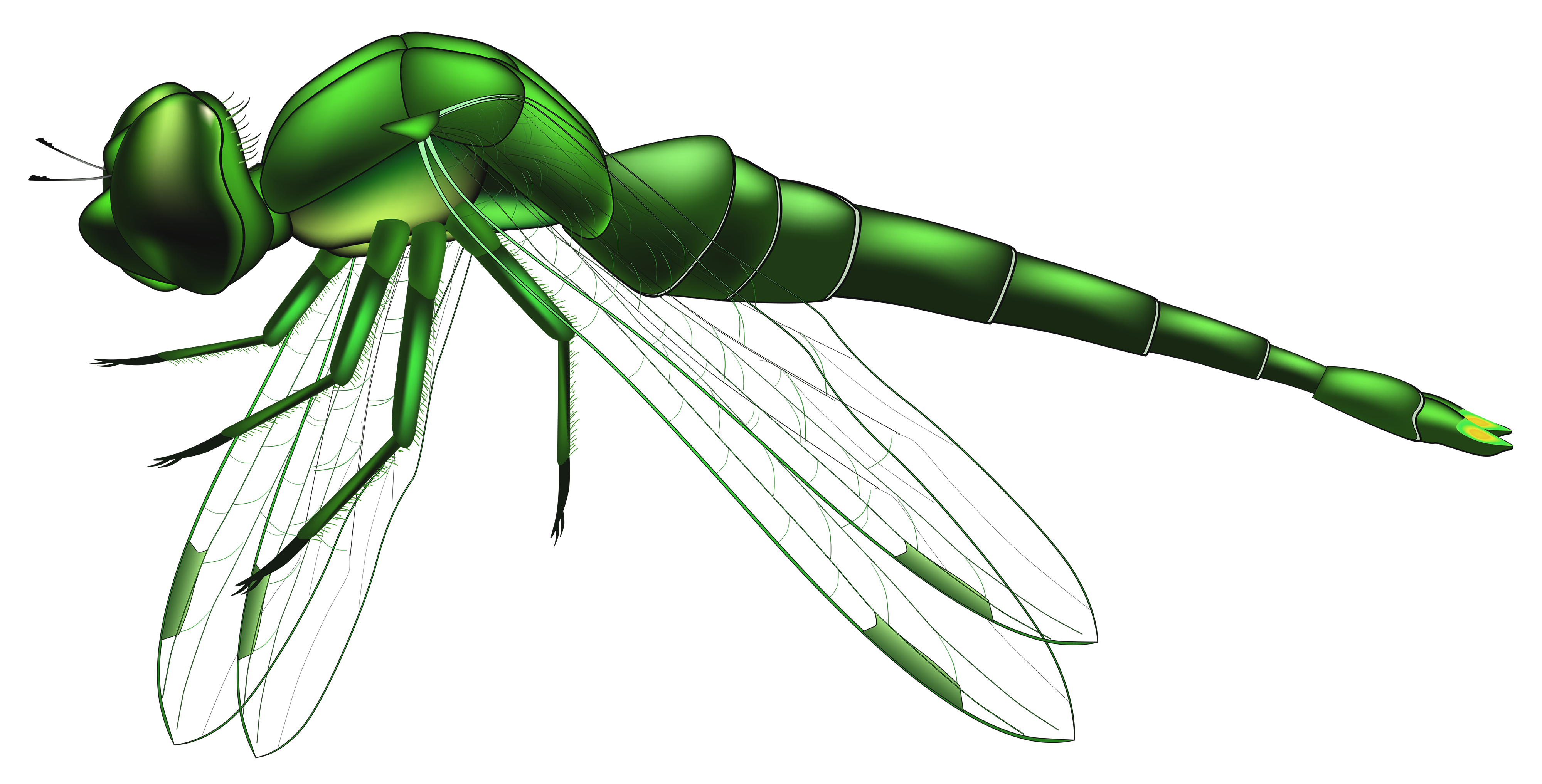Dragonfly green png clip. Insects clipart arthropod