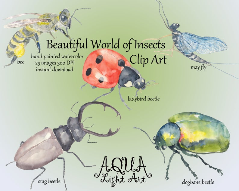 insects clipart beautiful animal