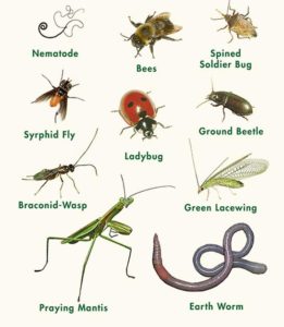 insects clipart beneficial insect