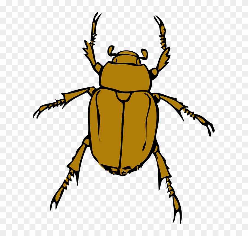 insects clipart bettle