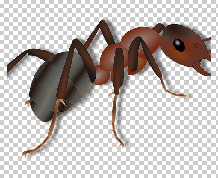 Black insect colony bullet. Insects clipart carpenter ant