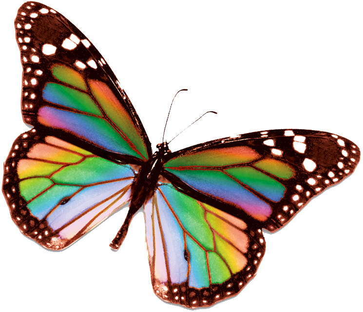 insects clipart colorful flying butterfly