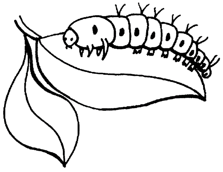 insects clipart coloring page