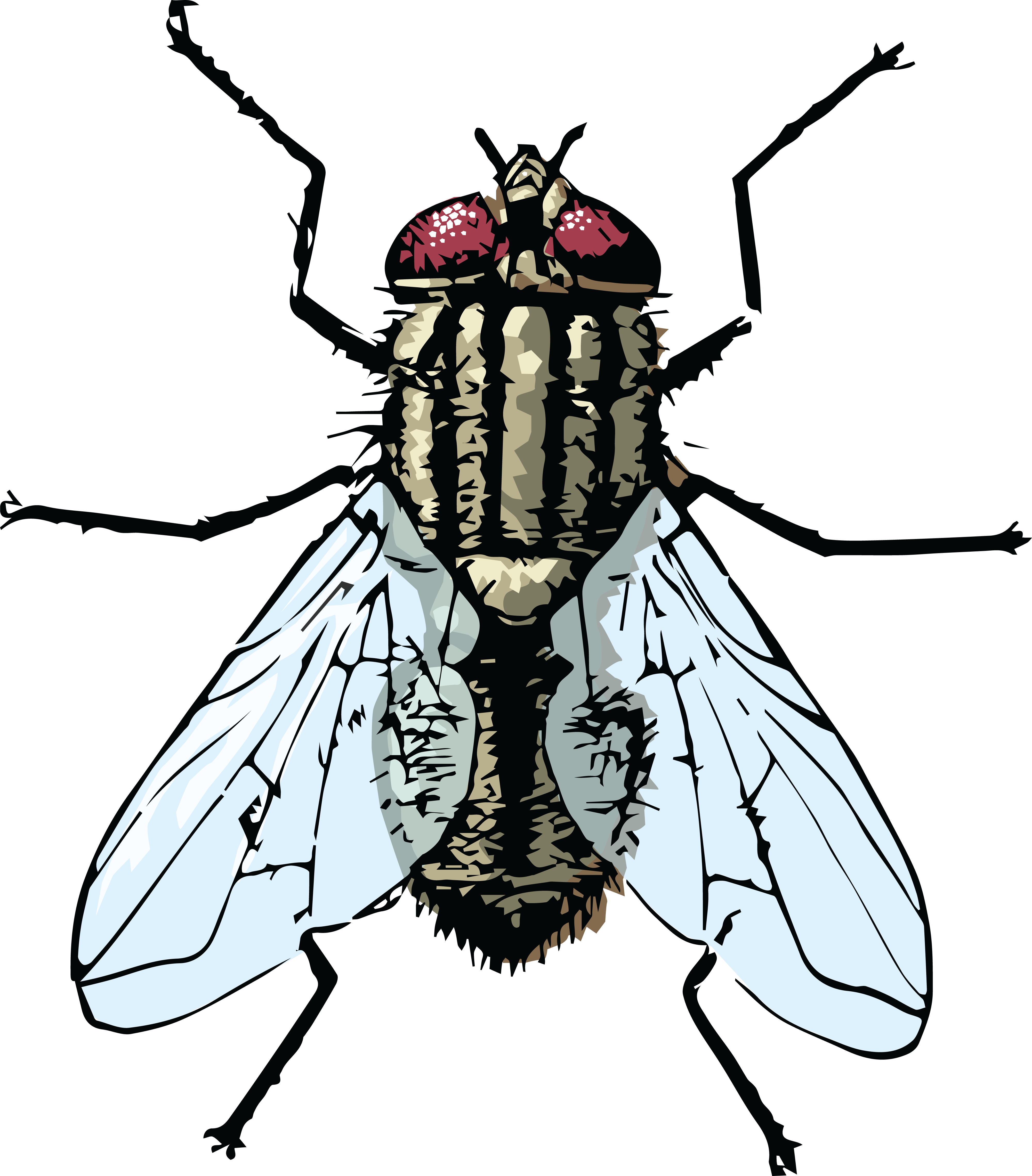  collection of images. Insects clipart fly