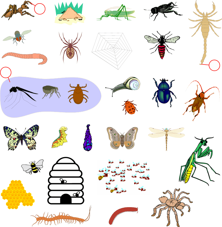 insects clipart happy