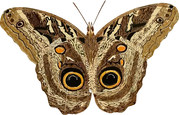 insects clipart moth