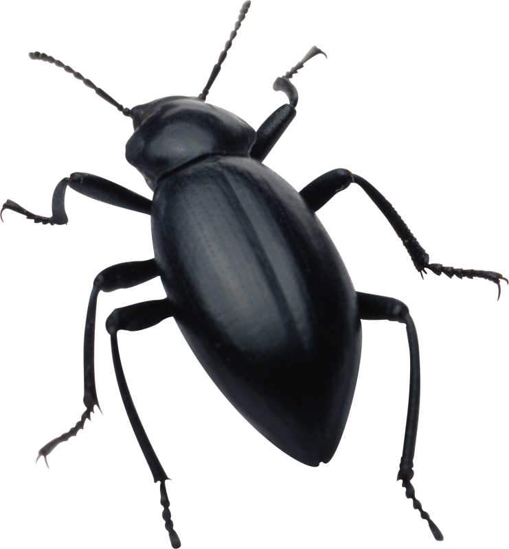 Insects clipart pretty.  best black cricket