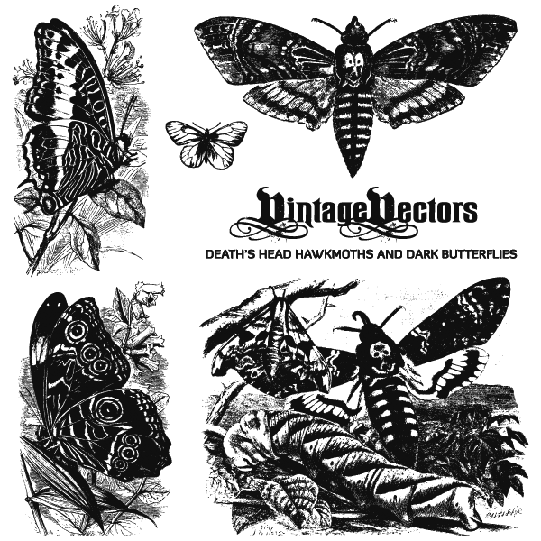 insects clipart vintage