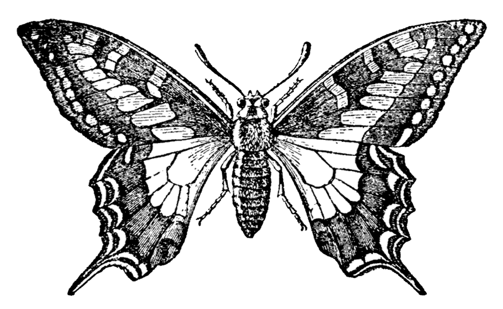 insects clipart vintage