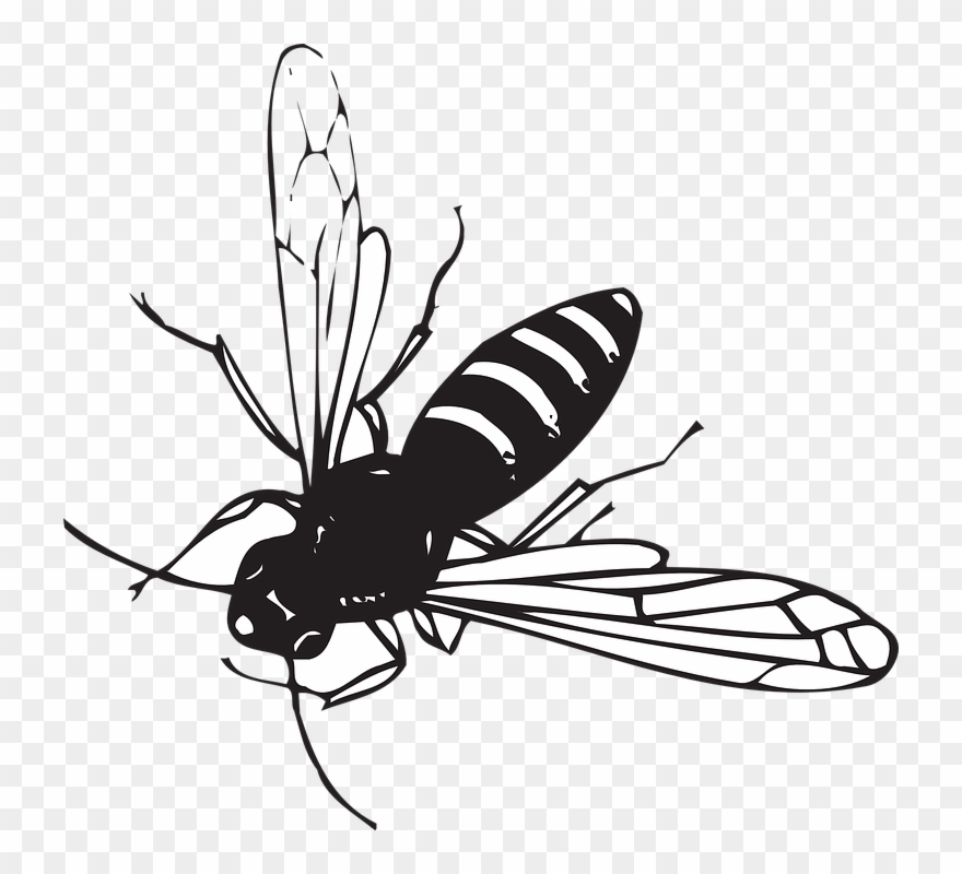 insects clipart winged insect