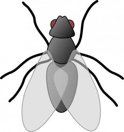 A nice enlargement of. Insects clipart winged insect