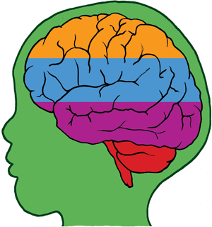 intelligent clipart brain growth