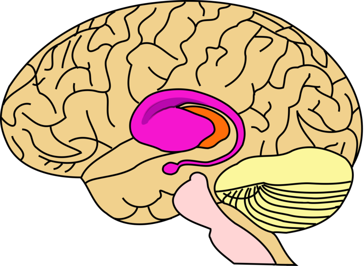 intelligent clipart human brain