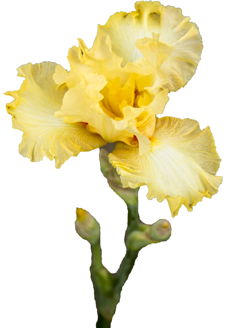 Iris flower png. Yellow by silkegabrielle on
