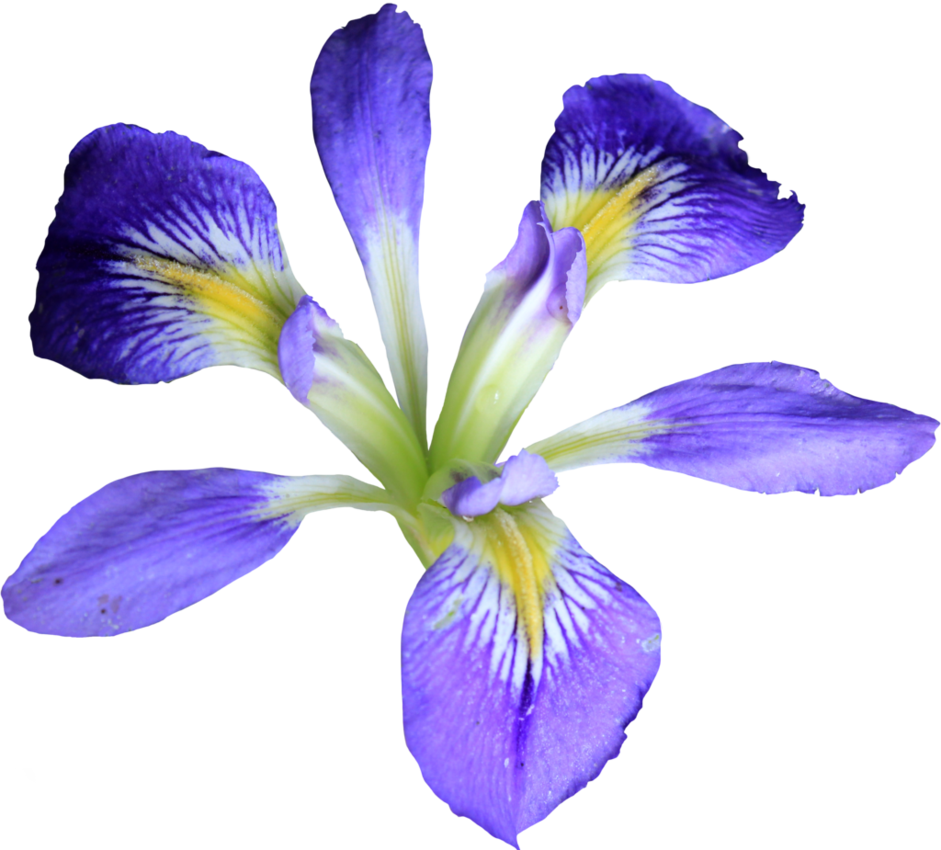 Iris flower png. Petite purple by thy