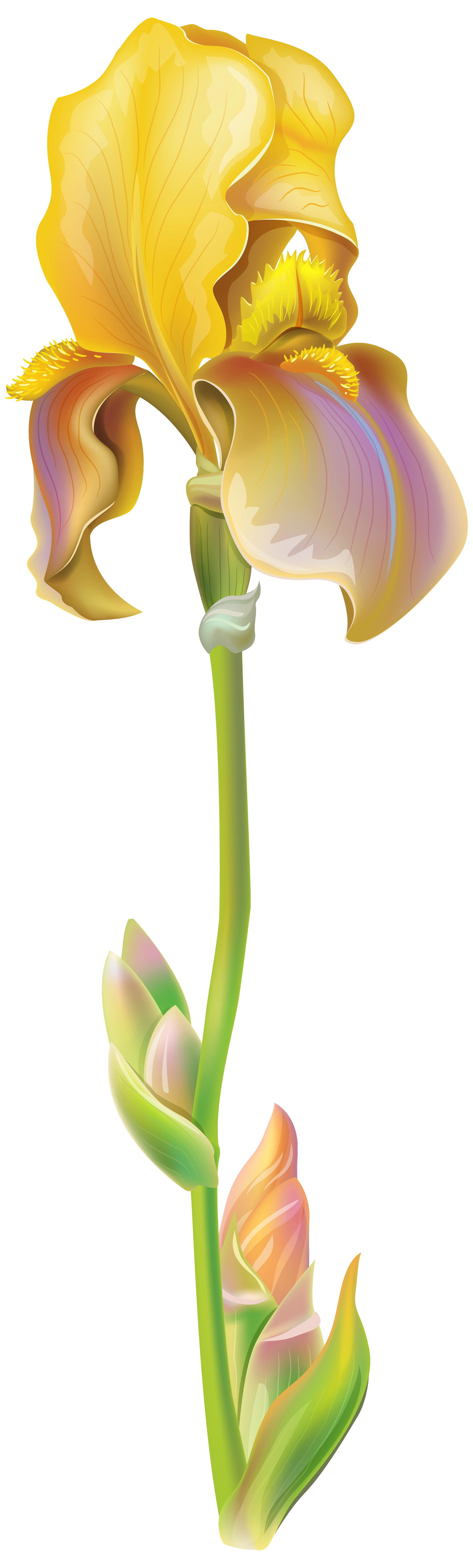 Iris flower png. Purple clipart image gallery