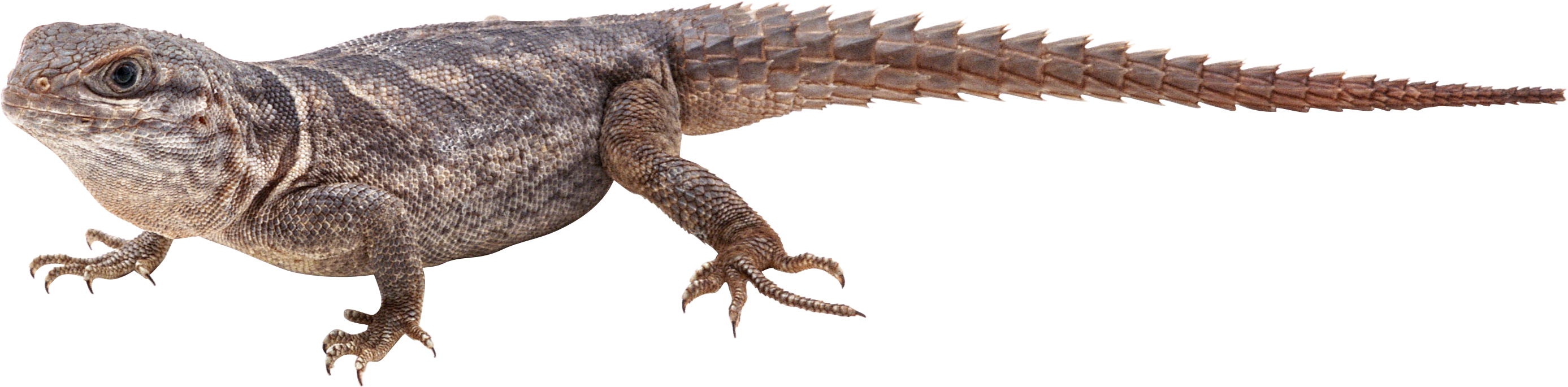 island clipart crocodile