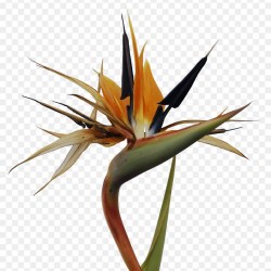 Hawaiian flower clip art. Island clipart welcome to paradise