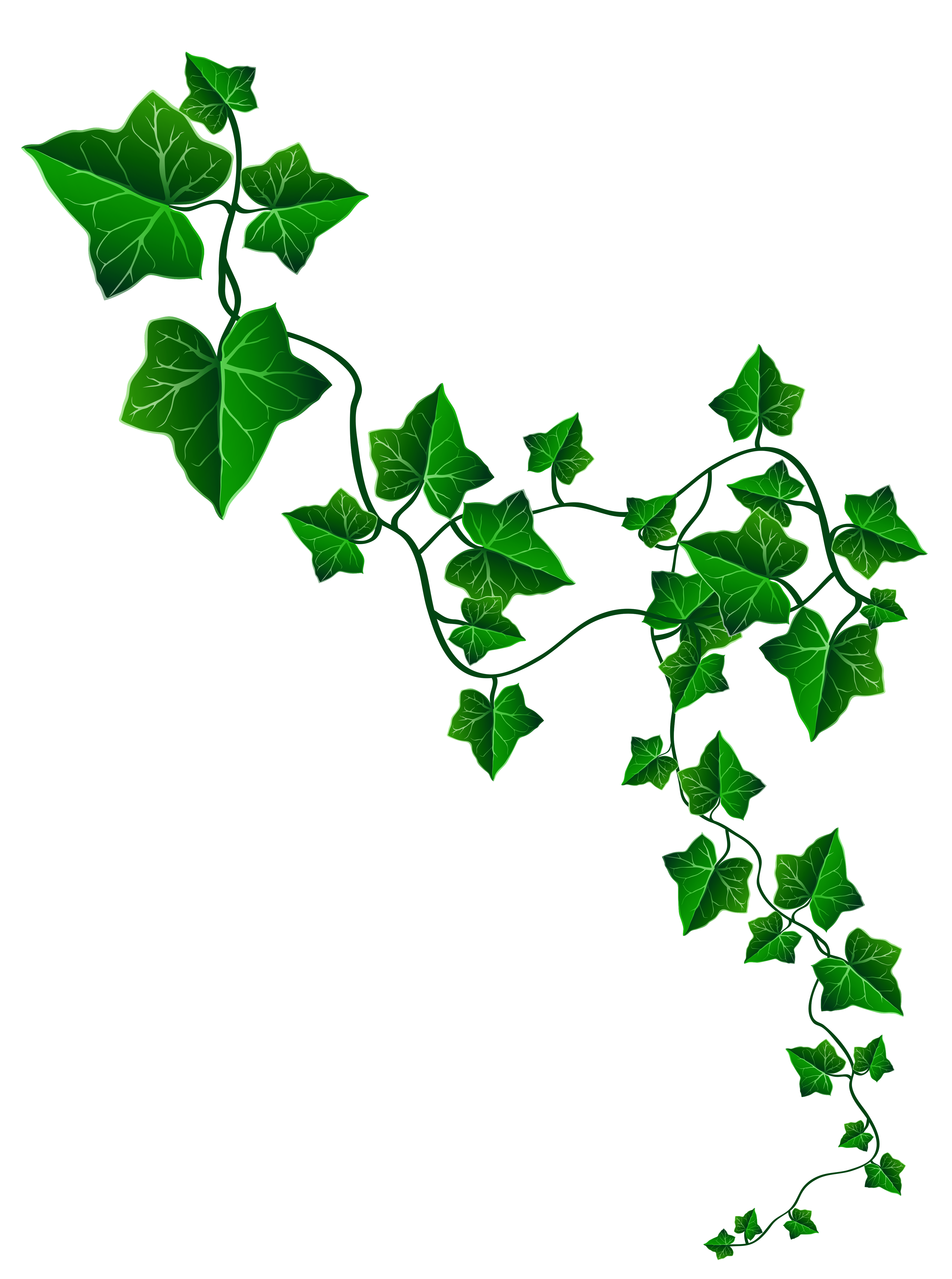 Free ivy cliparts download. Decoration clipart part
