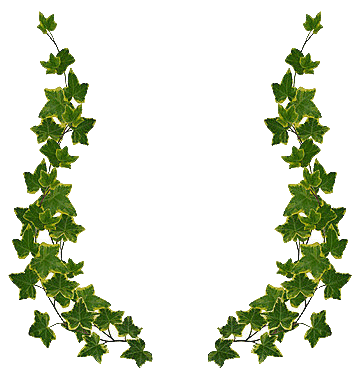 ivy clipart