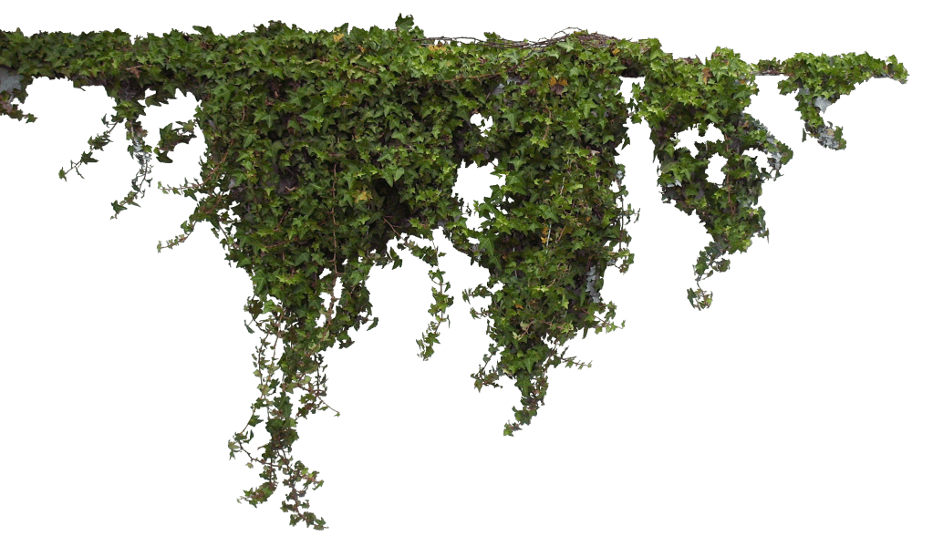 ivy clipart background