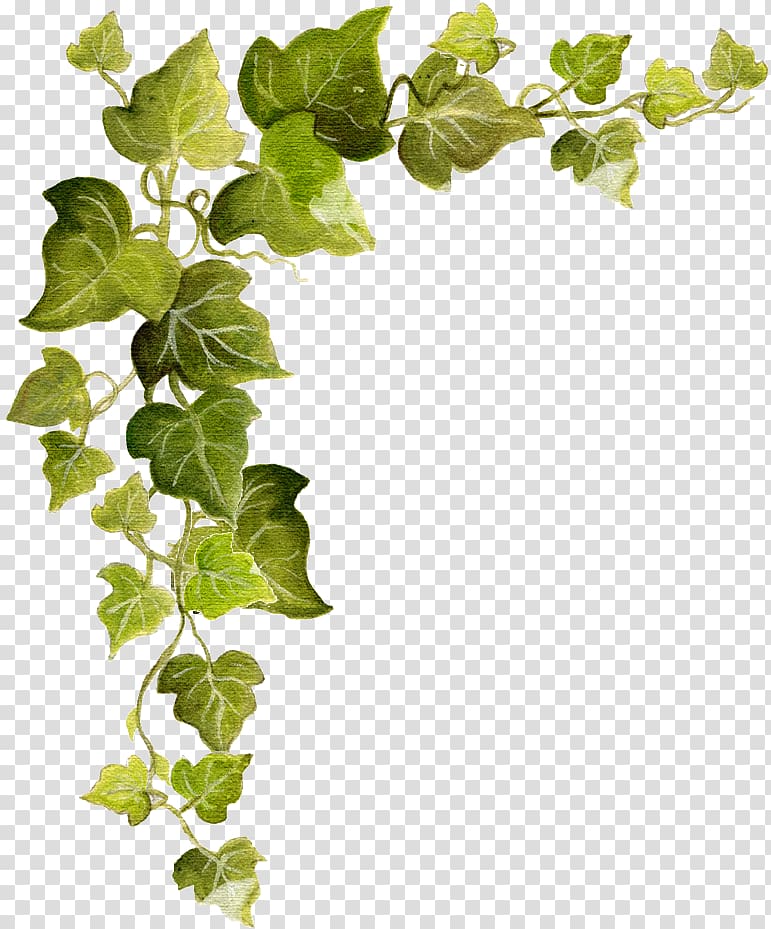 vines clipart ivy