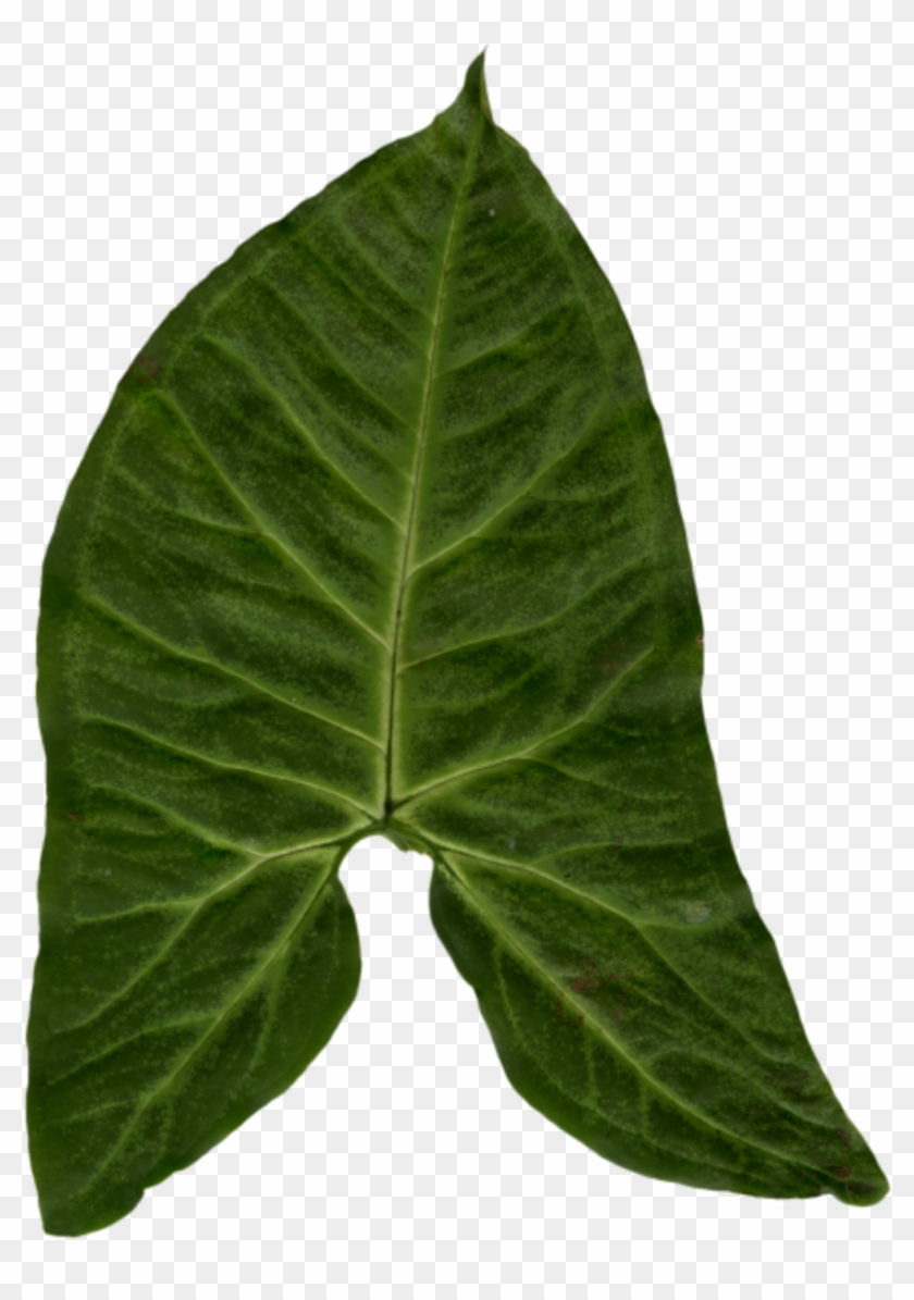 ivy clipart big leaf