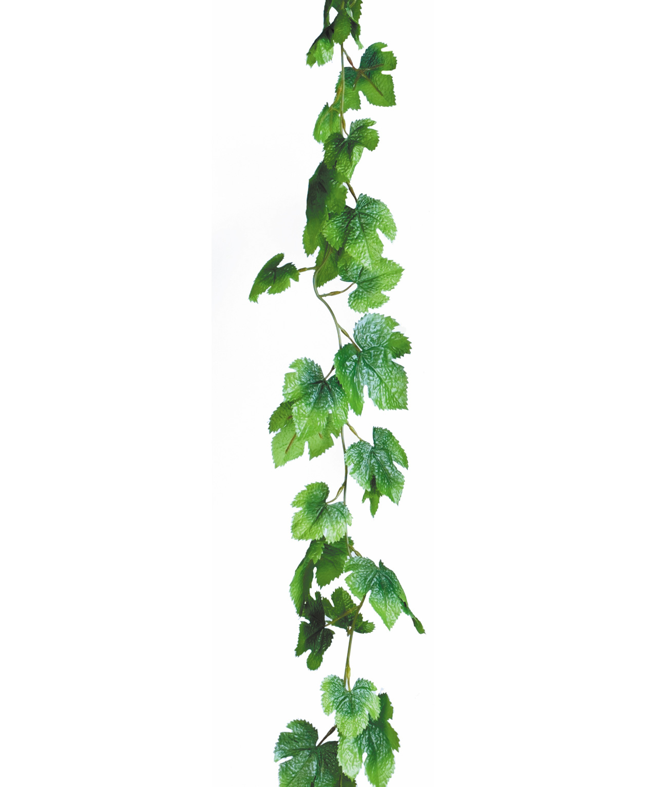 ivy clipart climber plant