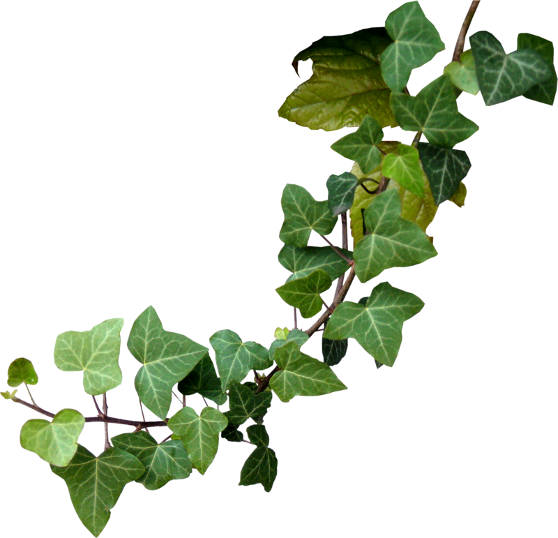 Ivy climber plant