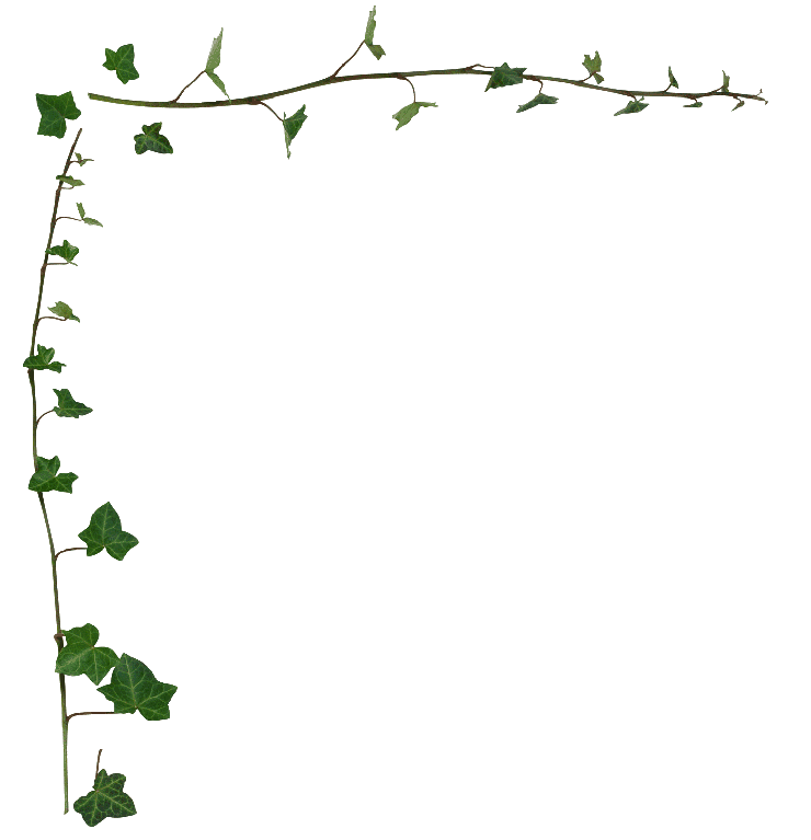 Ivy clipart corner ivy border. List of grape leaf