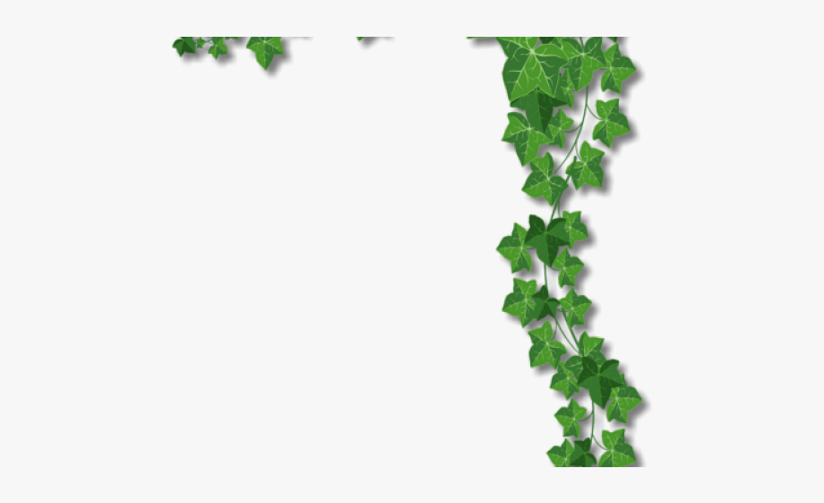 Ivy clipart corner ivy border. Leaf png 