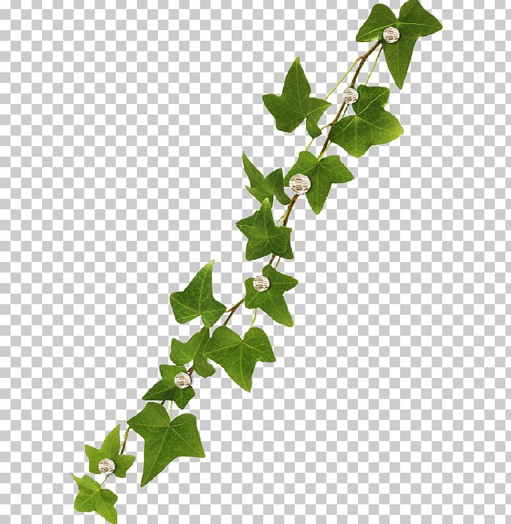 ivy clipart creeper plant