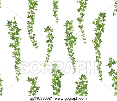 ivy clipart creeper plant