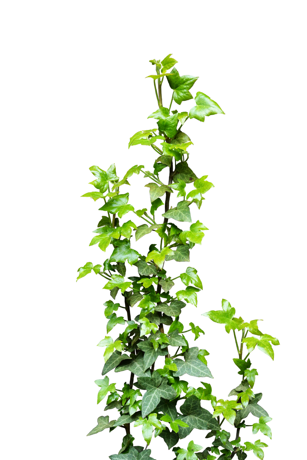 Ivy clipart creeper plant, Ivy creeper plant Transparent FREE for