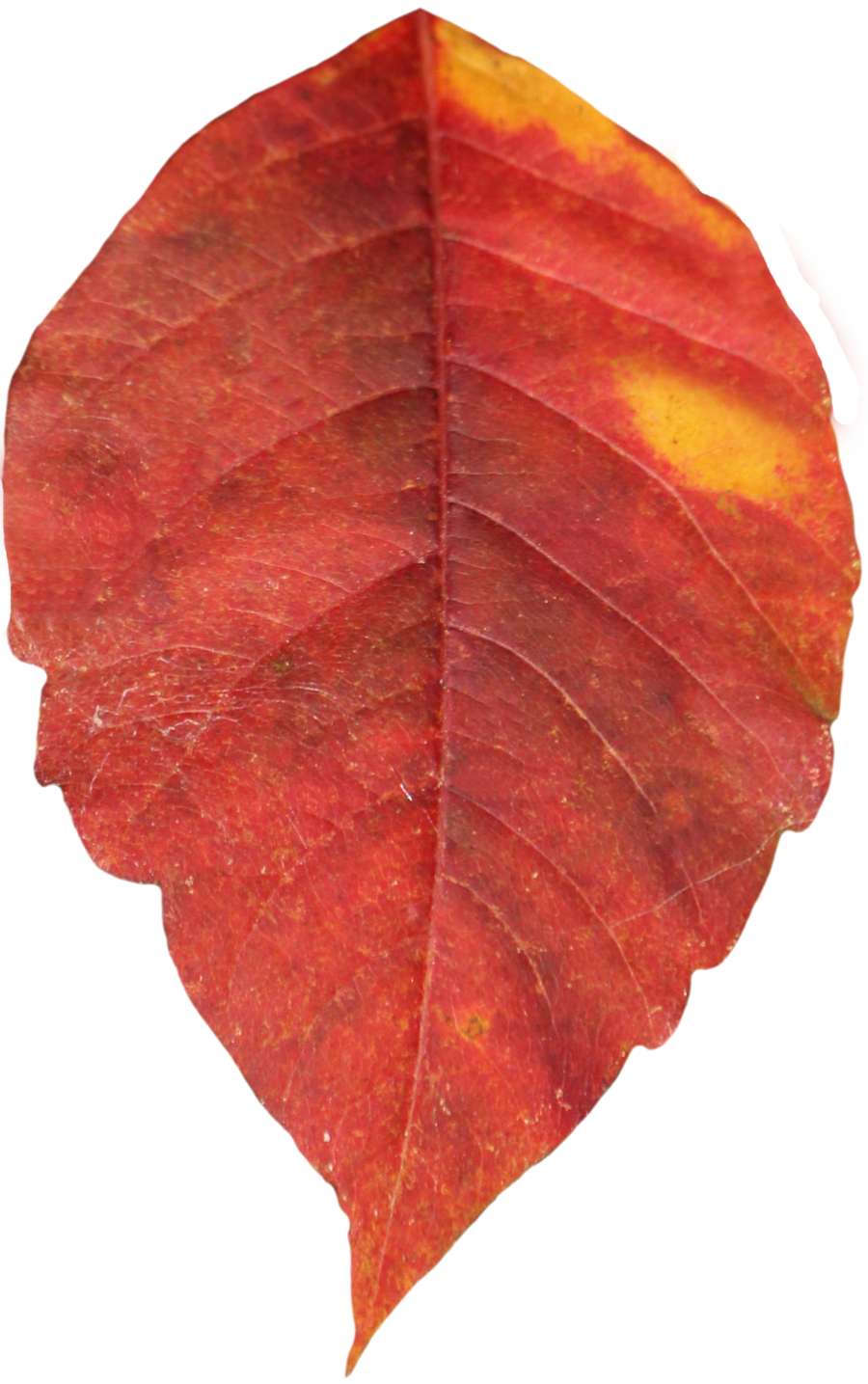 Natural large red leaf. Ivy clipart curved branch