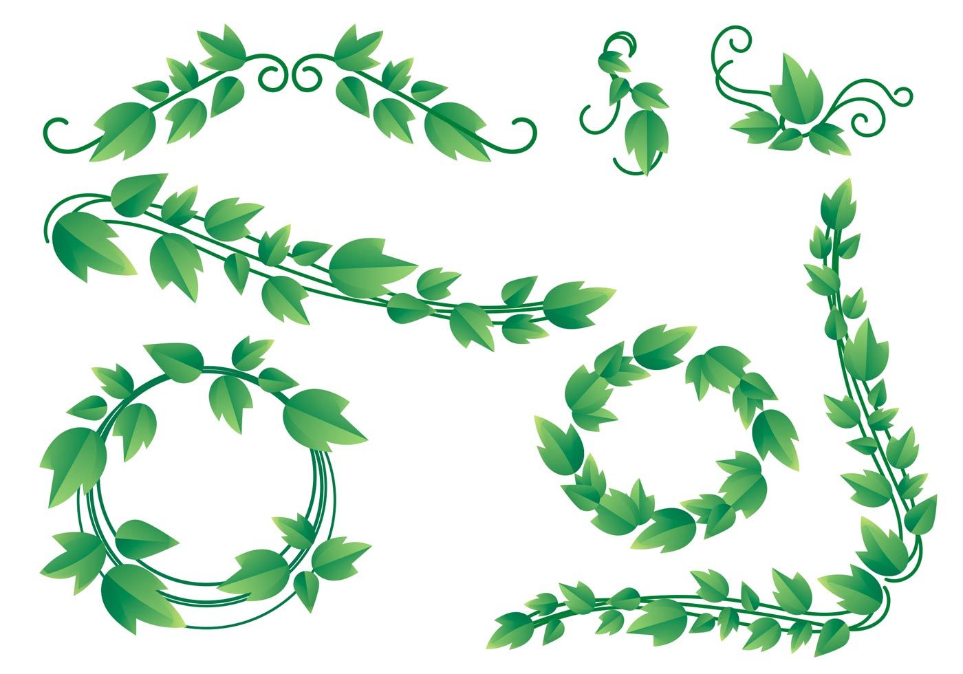 Rendered vine borders and. Ivy clipart curved branch