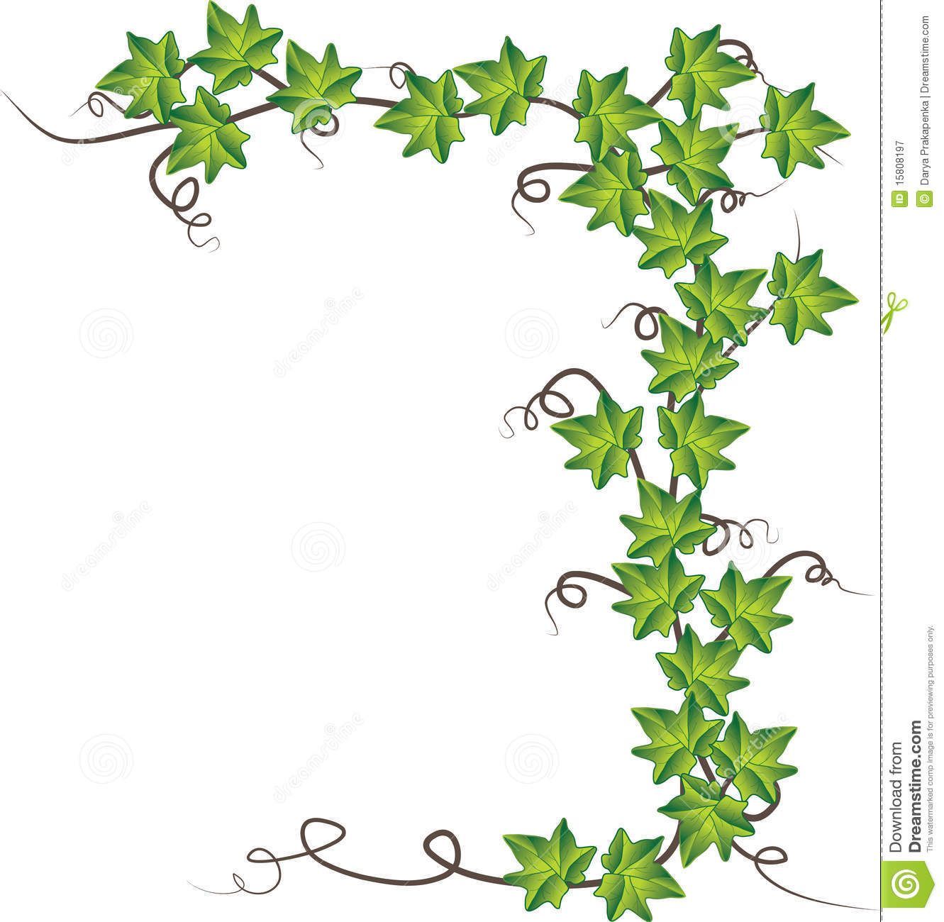 ivy clipart english ivy