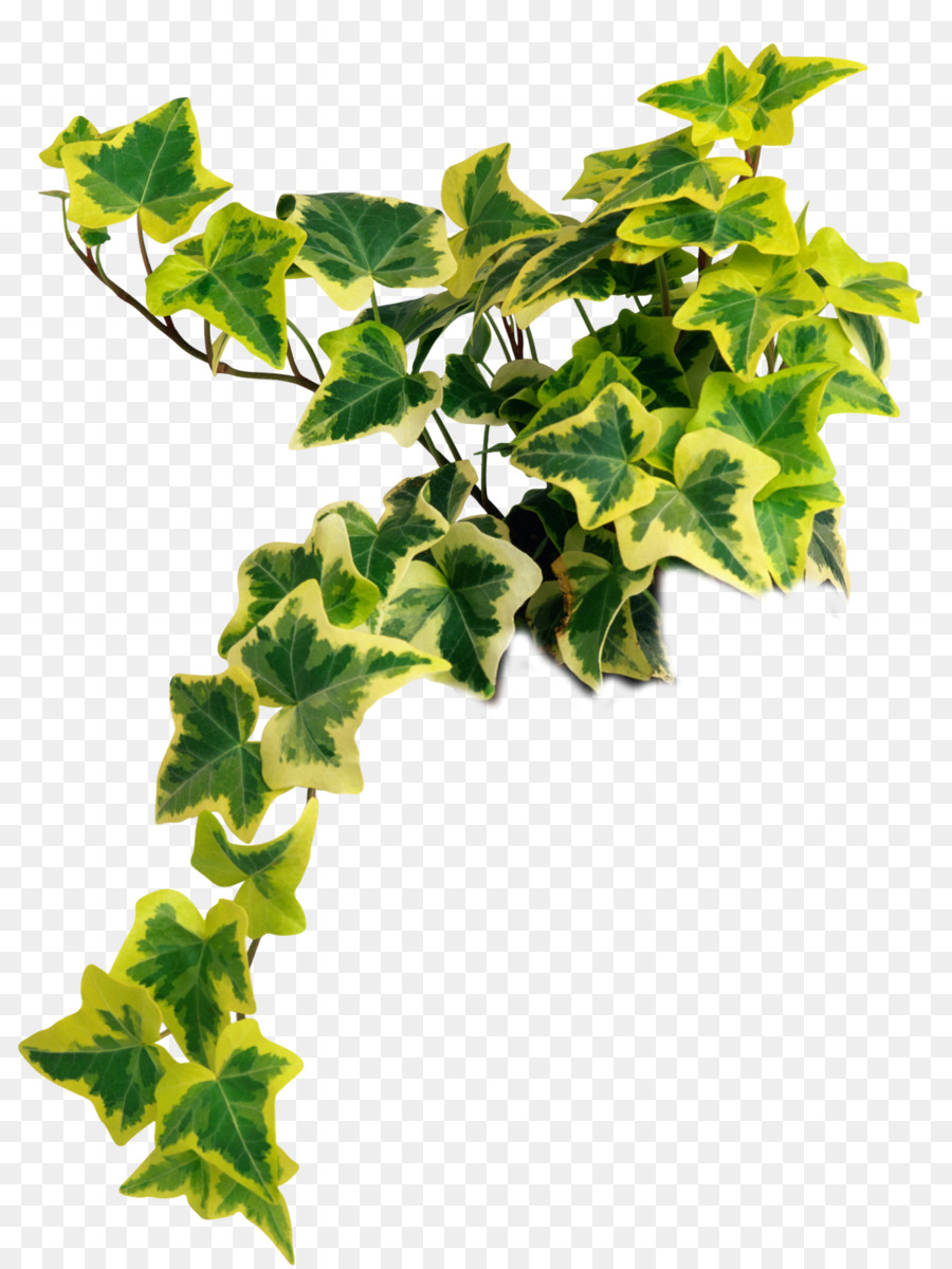 Family tree background plants. Vines clipart english ivy