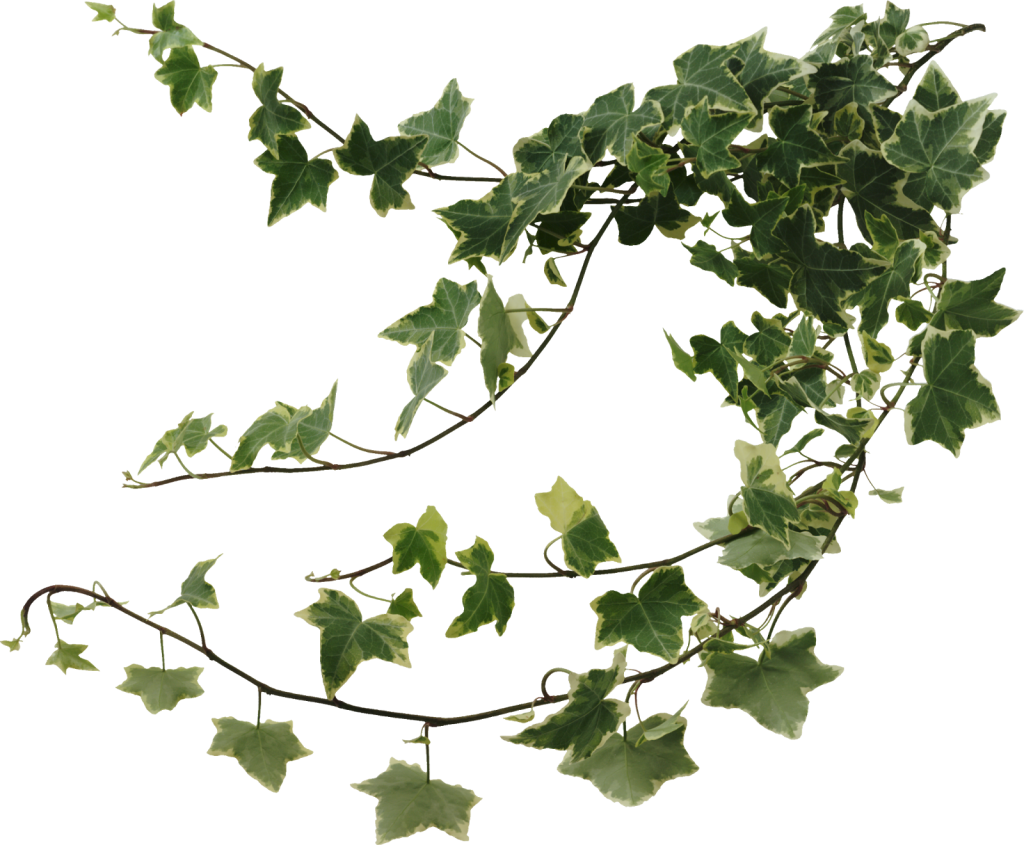ivy clipart english ivy