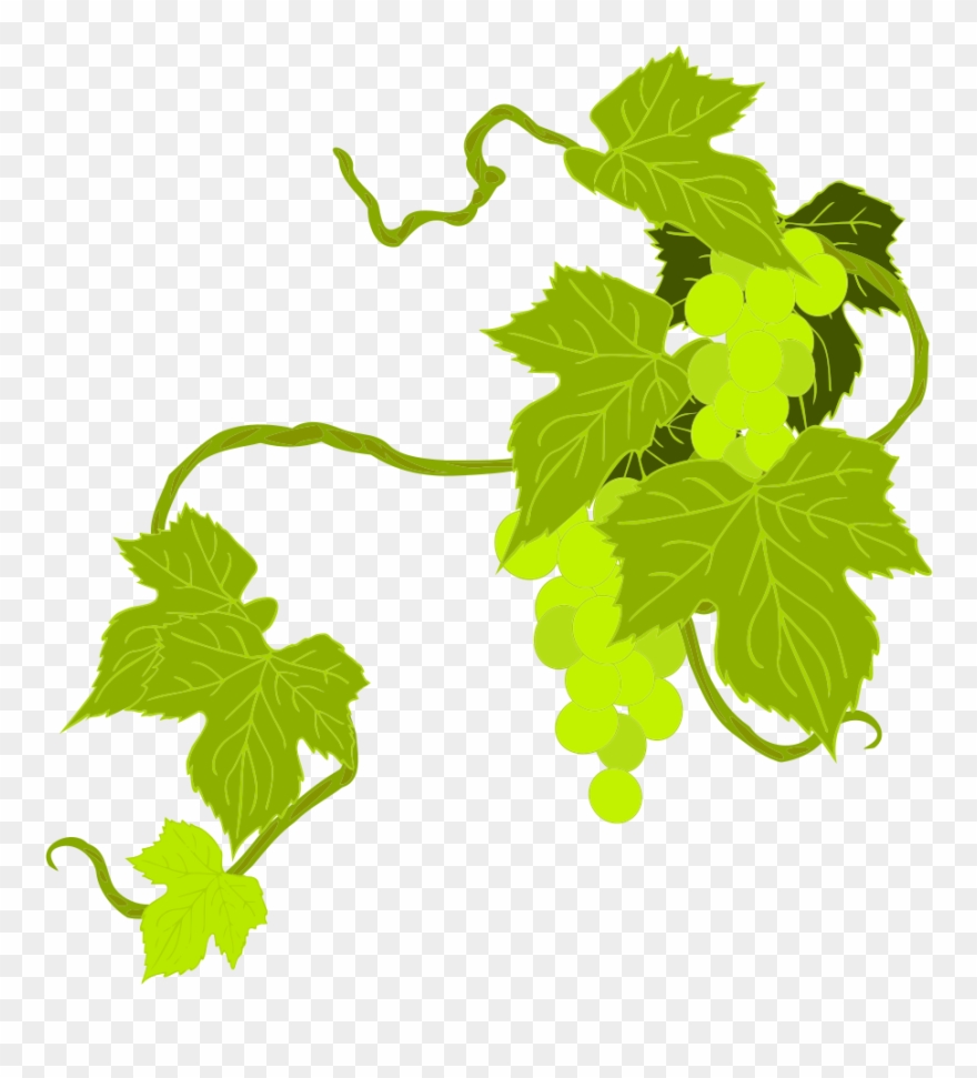 Ivy clipart grape leave. Onlinelabels clip art grapes