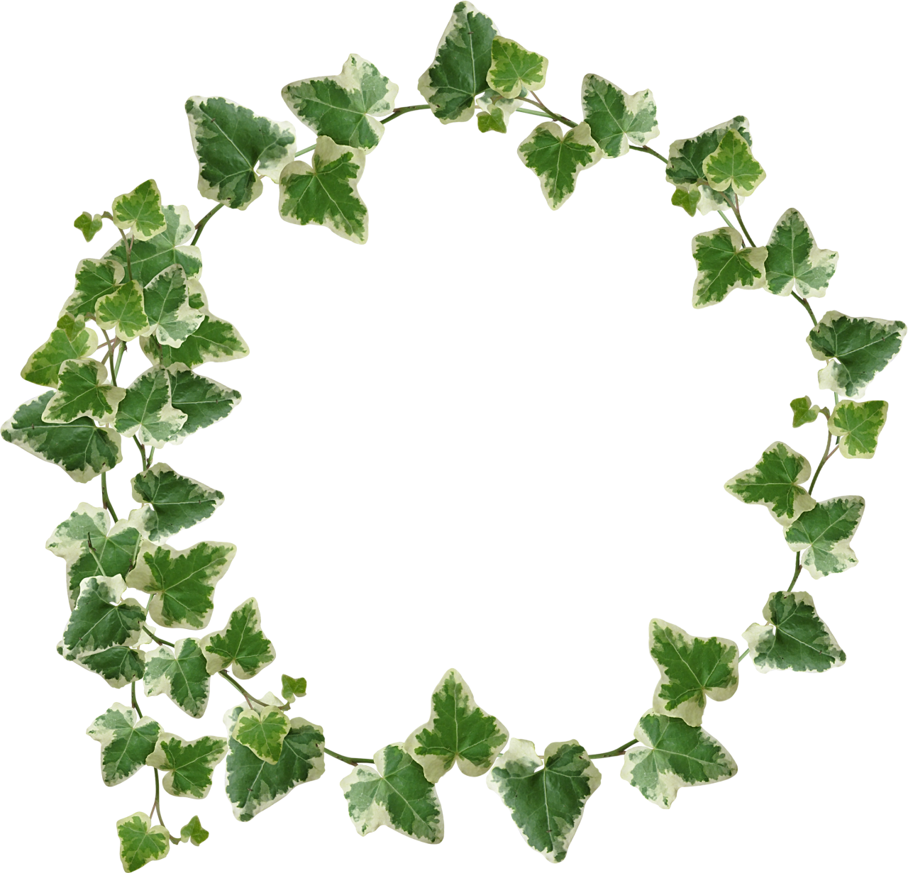 Ivy clipart grape leave. Tahira bhatt twitter insta