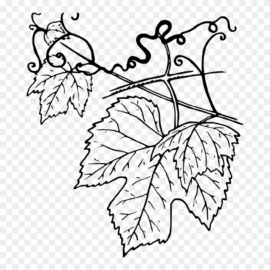 Ivy clipart grape leave. Leaves black and white
