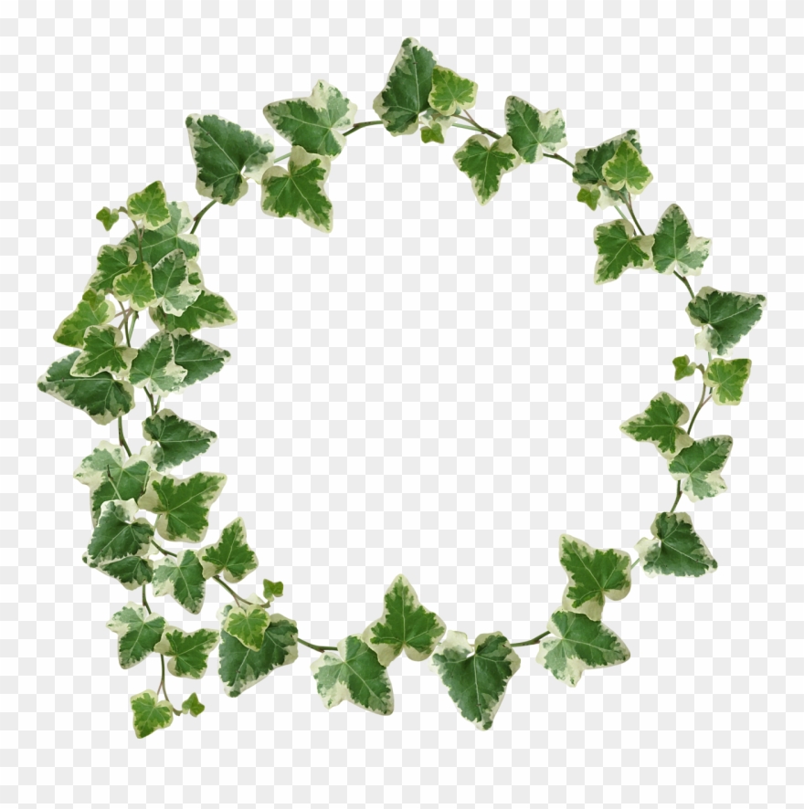 Png download pinclipart . Ivy clipart grape leave