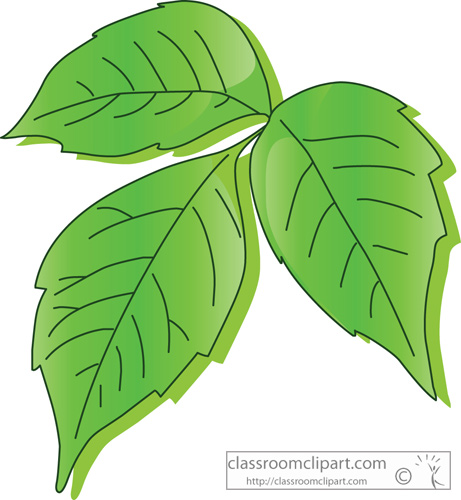 ivy clipart green ivy
