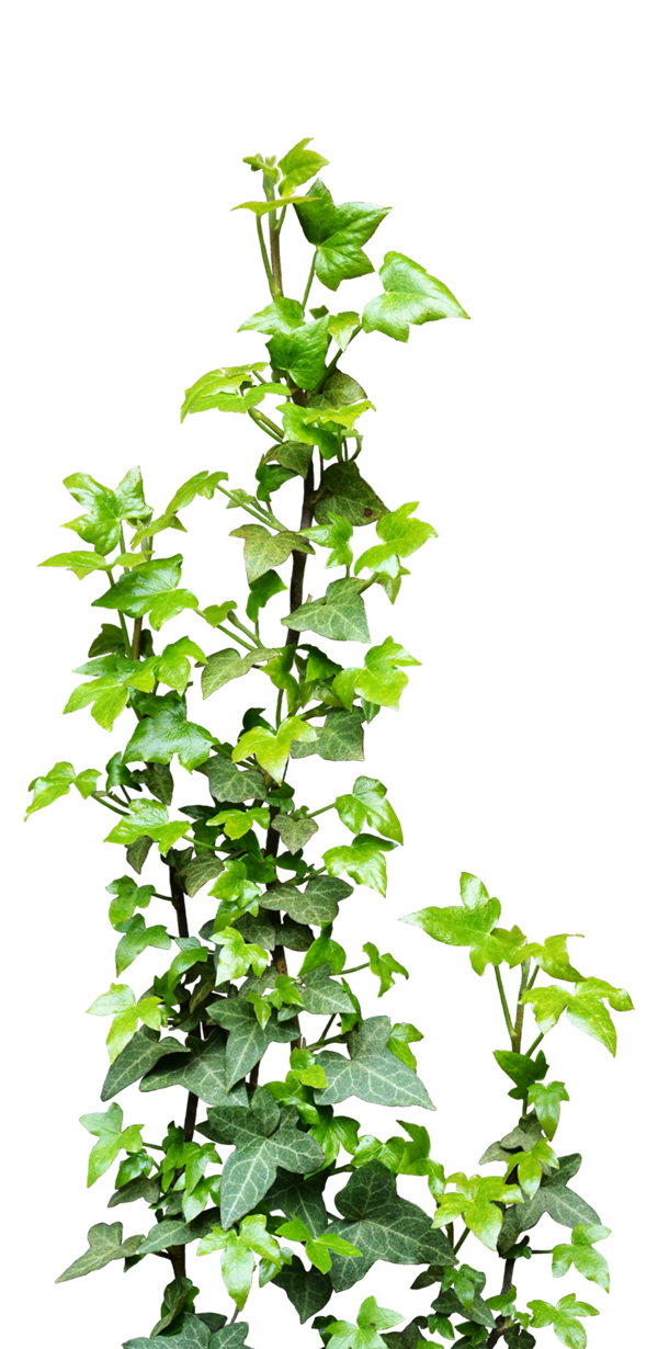 Vines clipart vine plant, Vines vine plant Transparent FREE for