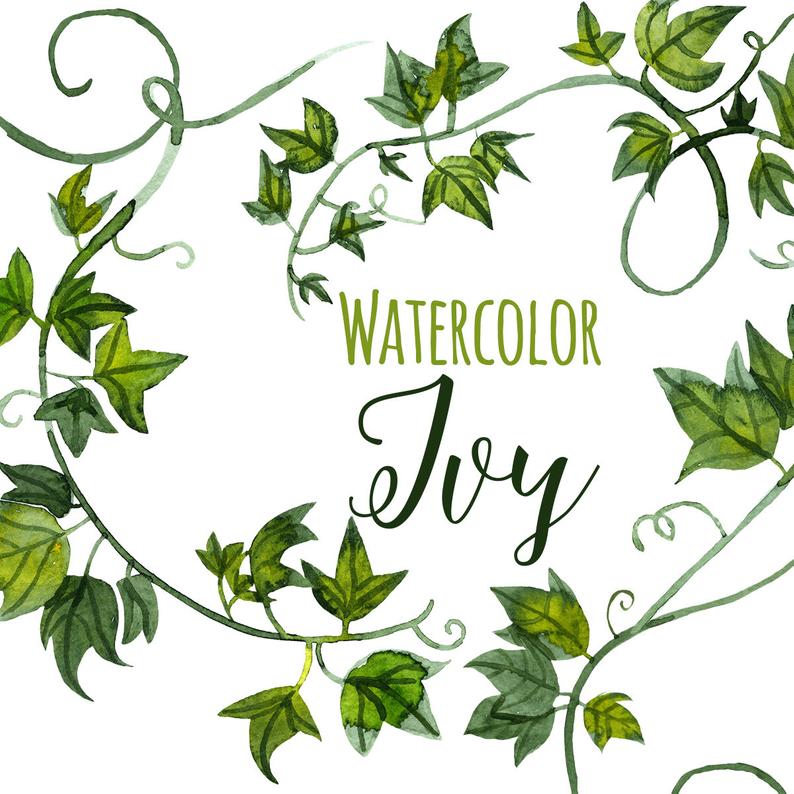ivy clipart greenery