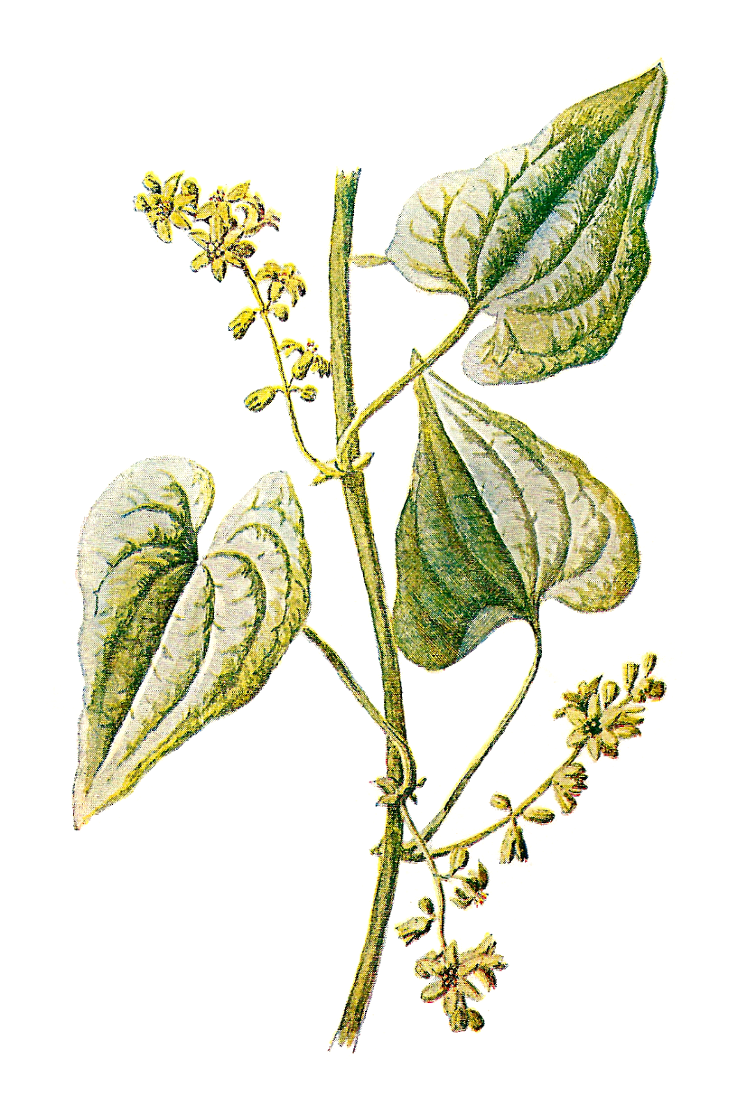 Antique images free botanical. Ivy clipart illustrated